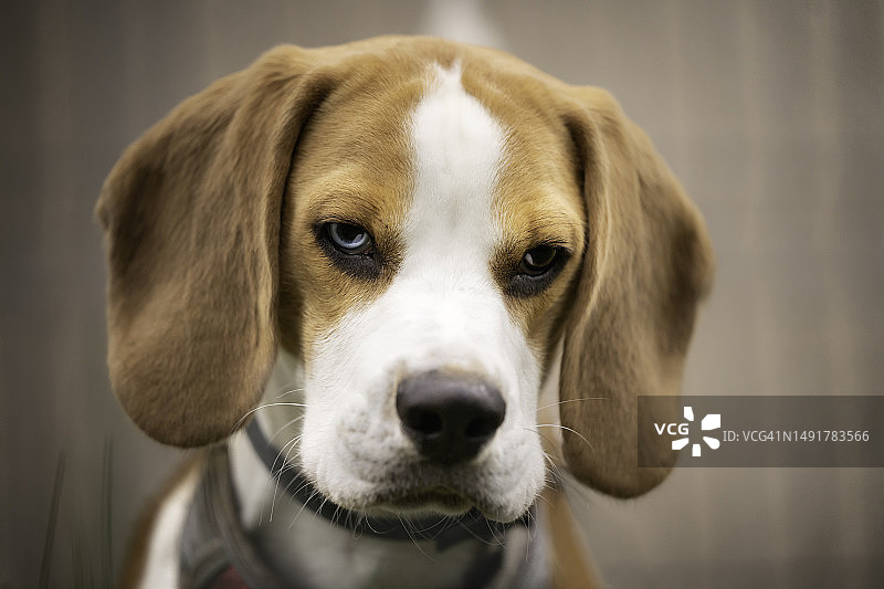 患有虹膜异色症的小猎犬肖像图片素材