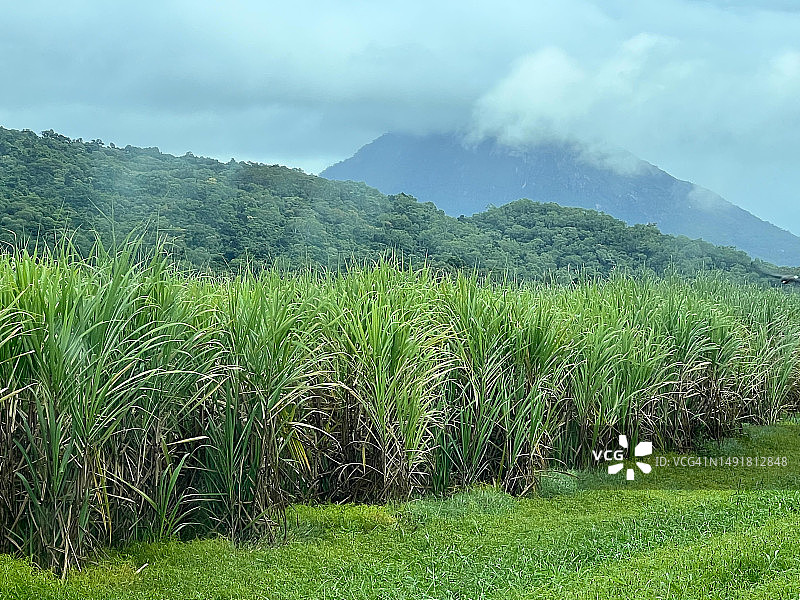 甘蔗田景观图片素材