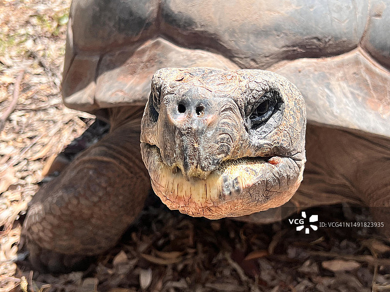 看向镜头的大型雌性加拉帕戈斯象龟图片素材