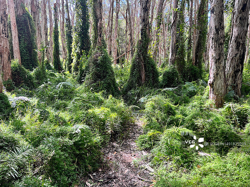 澳大利亚昆士兰的白千层树林图片素材