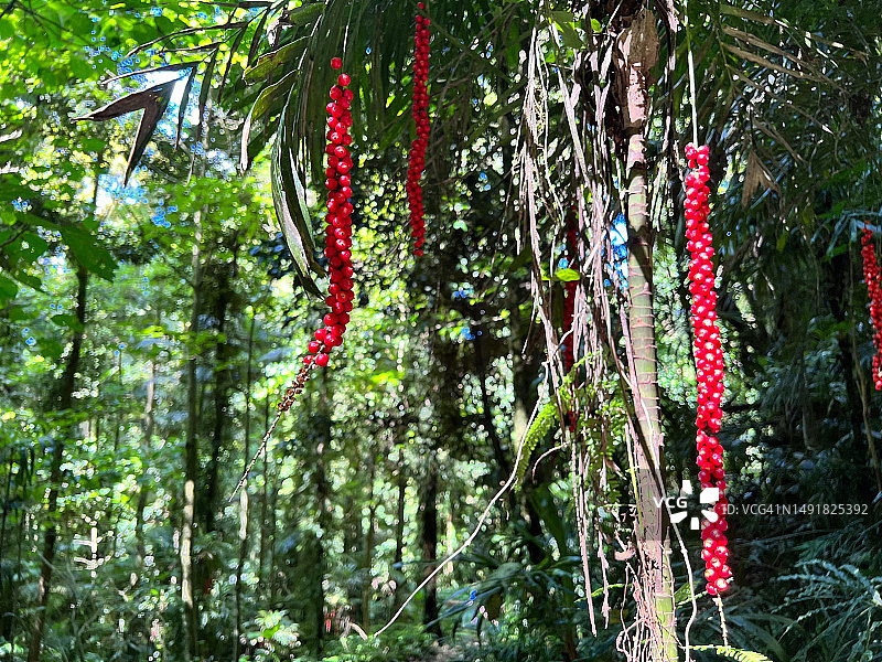 在新南威尔士州雨林中徒步的澳大利亚人图片素材