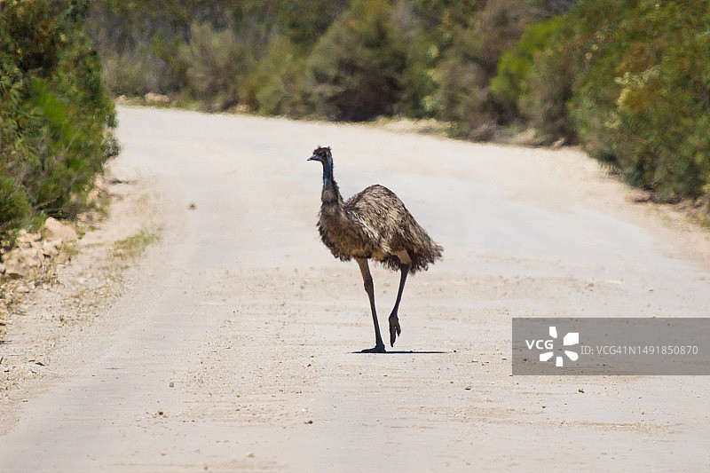 鸸鹋走在乡间小路上，艾尔半岛，南澳大利亚图片素材