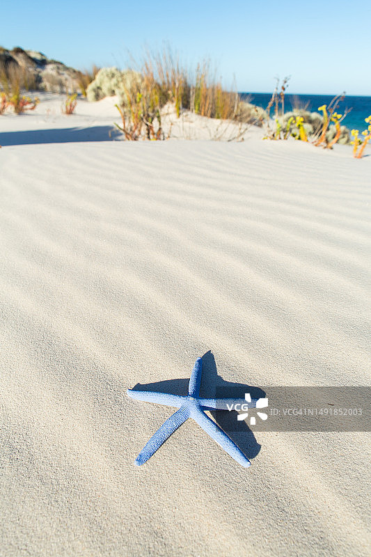 沙丘上的蓝色海星。海洋、沙丘草和蓝色天空为背景。复制空间。图片素材