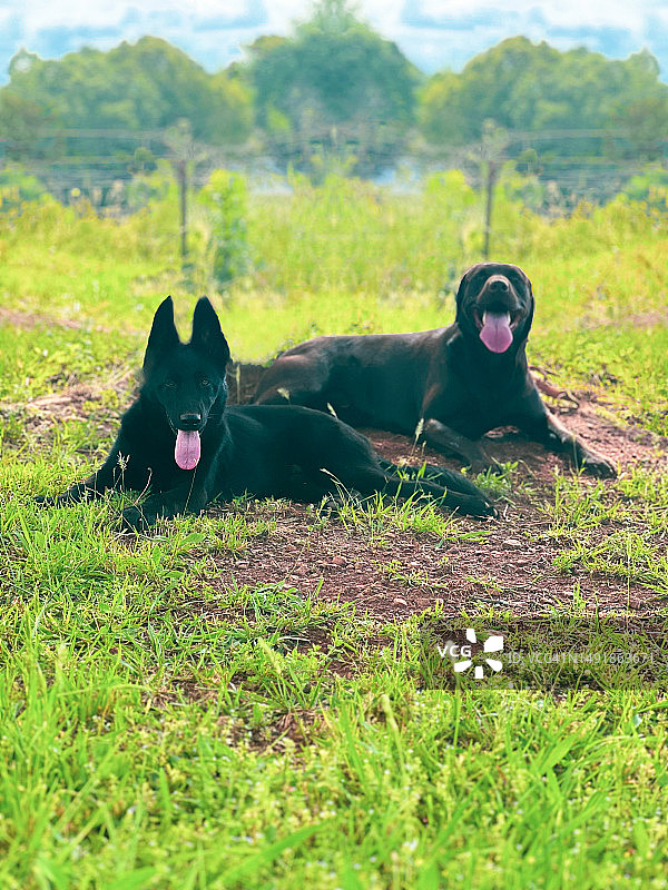 春天的“三伏天”图片素材