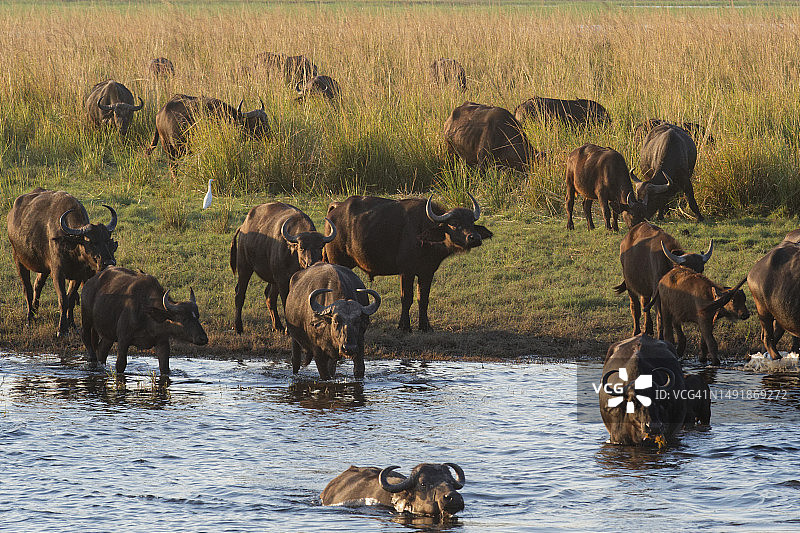 横渡乔贝河的野牛群图片素材