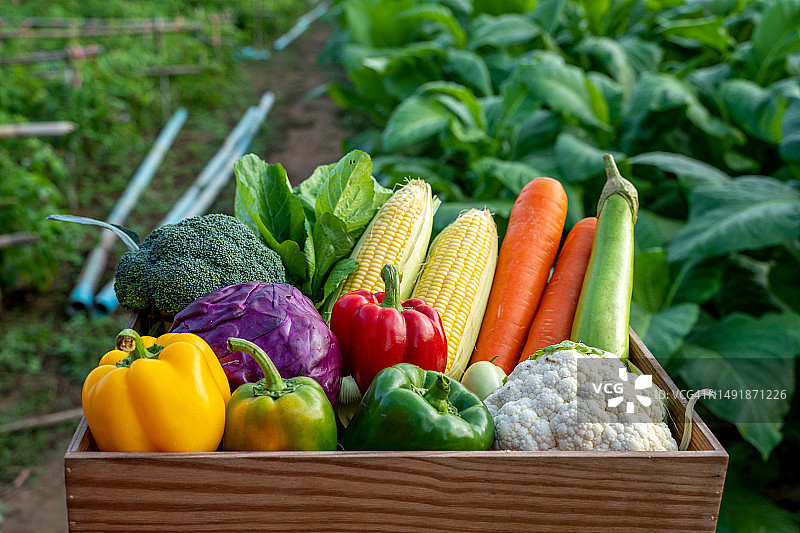 装满有机新鲜蔬菜的篮子，包括卷心菜、胡萝卜、辣椒、黄瓜、萝卜和西兰花图片素材
