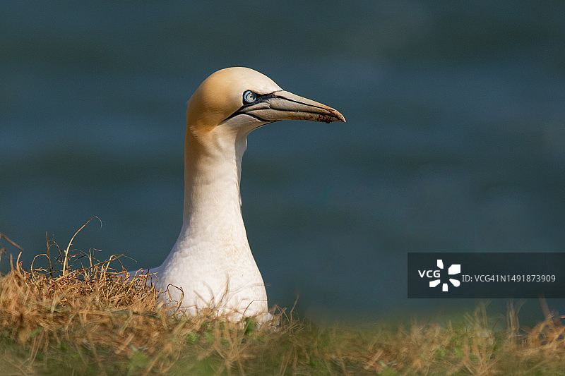 塘鹅肖像图片素材