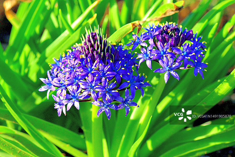 葡萄牙海葱图片素材