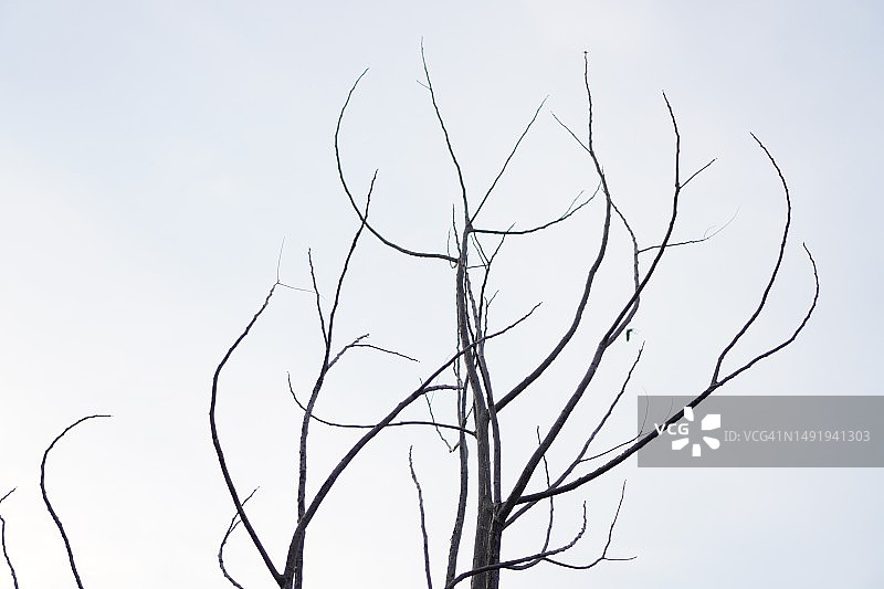 干燥的树枝图片素材