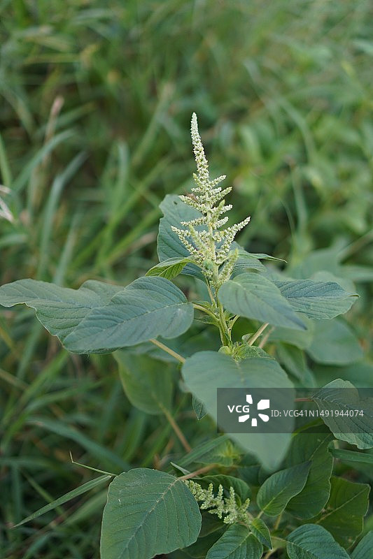 苋菜绿色蔬菜在花园中新鲜绽放，天然食物背景图片素材
