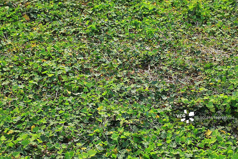 常春藤地被植物的无缝景观图片素材