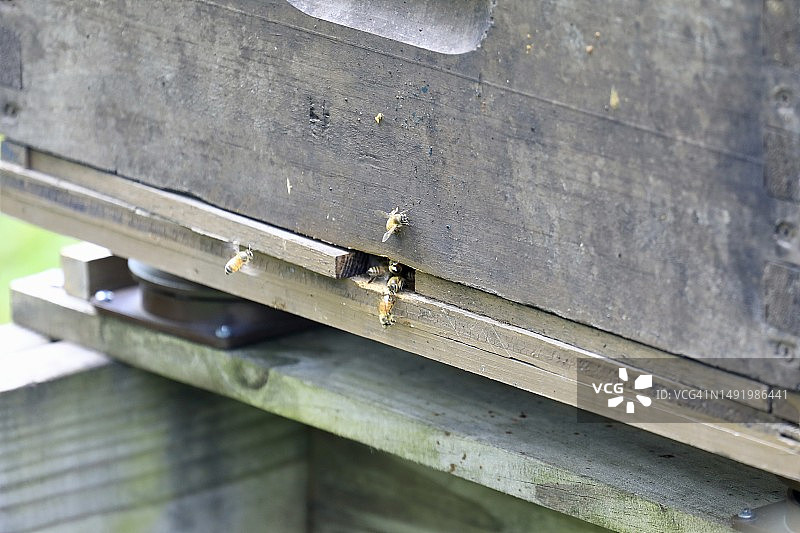 蜂蜜生产用蜂箱图片素材