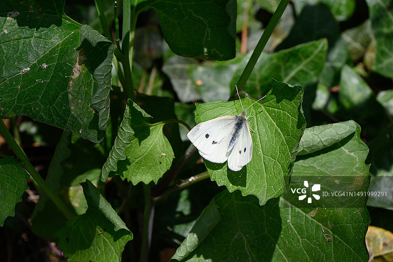 菜粉蝶图片素材
