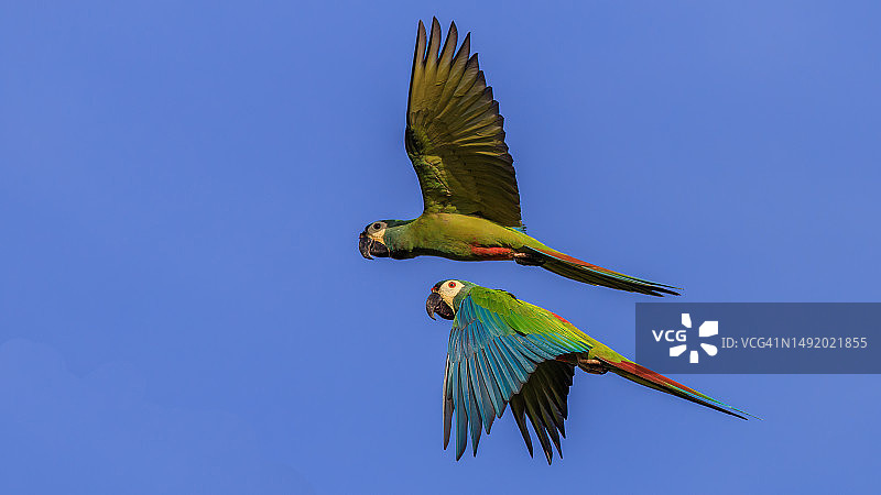 飞过蔚蓝天空的蓝翅金刚鹦鹉图片素材