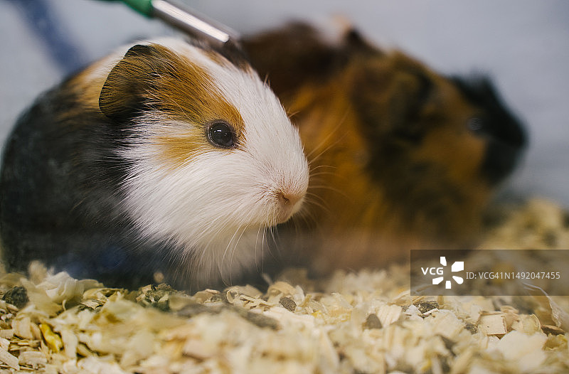 玻璃容器或生态箱里的豚鼠图片素材