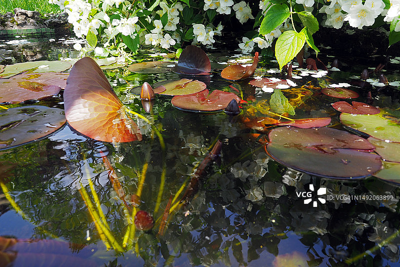 开着胡颓子花的荷塘图片素材