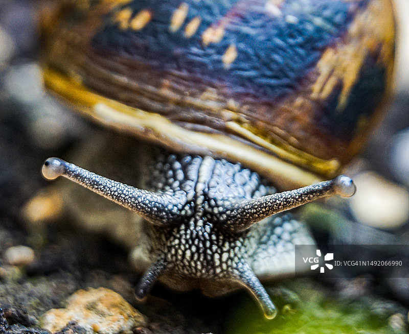 蜗牛微距特写图片素材