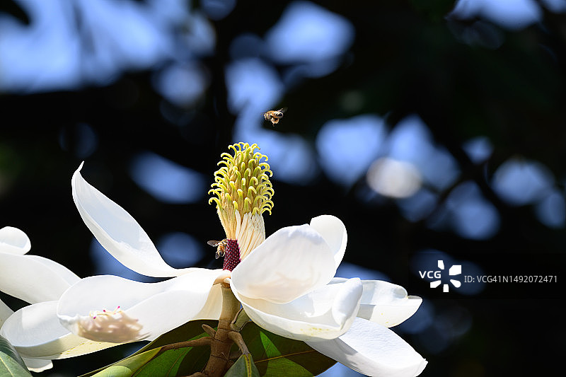 蜜蜂与玉兰花图片素材