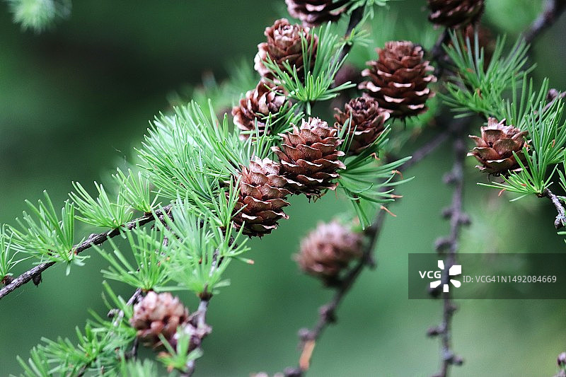 日本落叶松球果图片素材