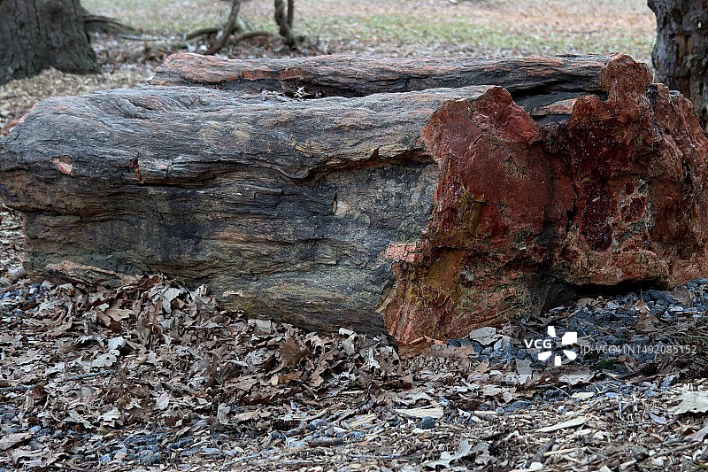 石化树桩图片素材