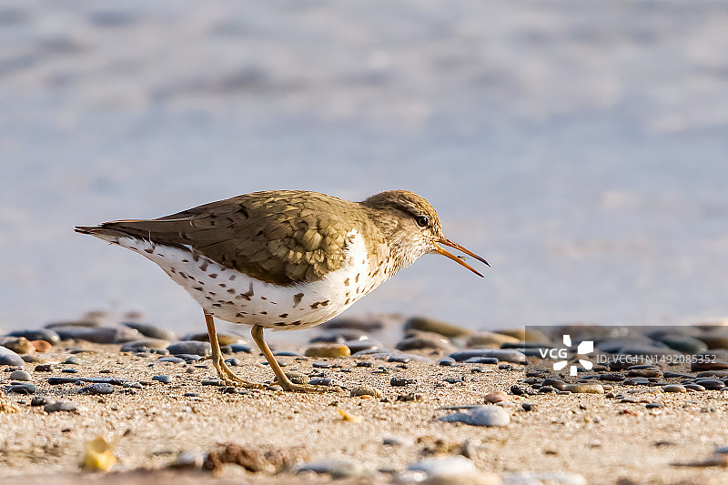 斑点鹬图片素材