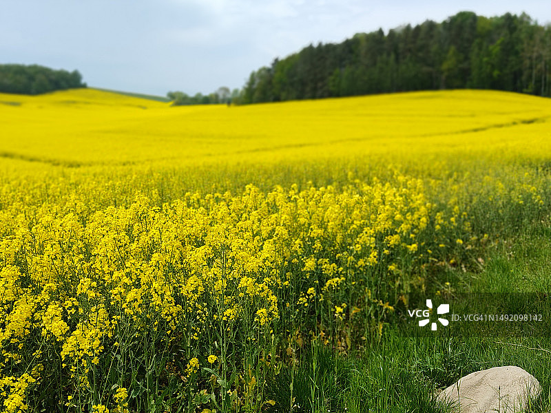 阳光下盛开的黄色油菜花田美丽风光图片素材