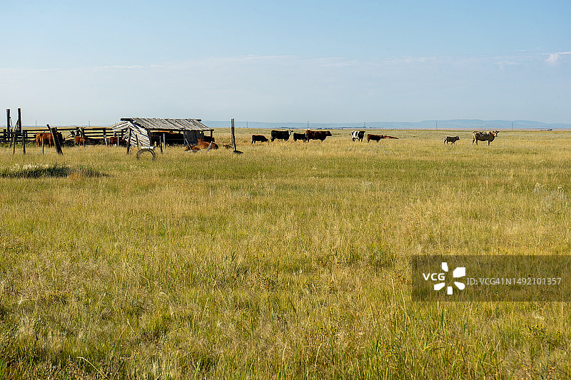 慵懒的牛群图片素材