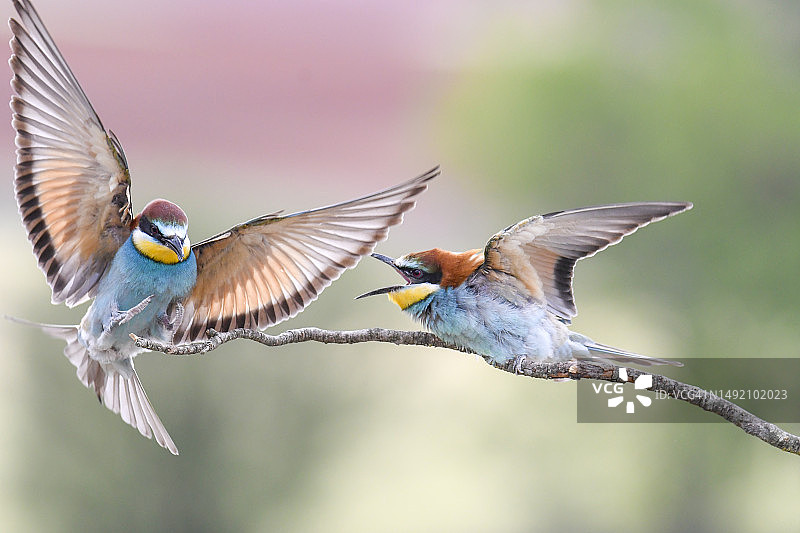 一只蜂虎栖息在树枝上，告诫想要栖息的入侵者图片素材