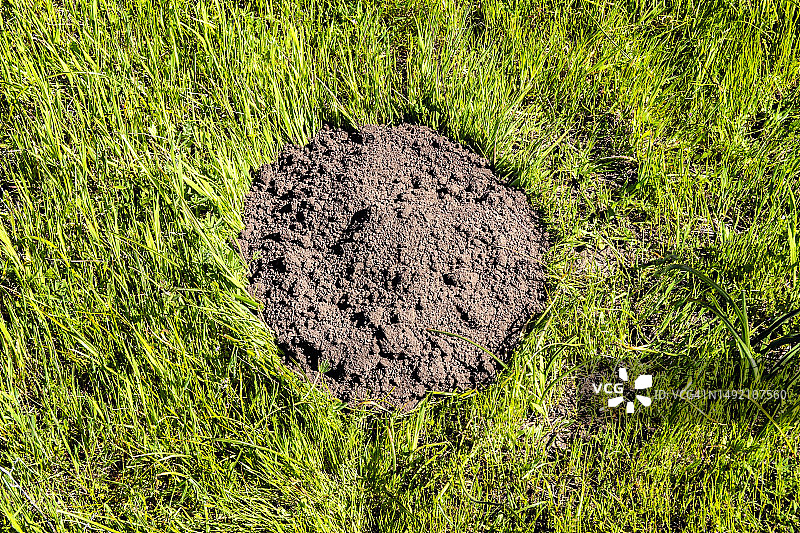 草地上的泥土小山图片素材