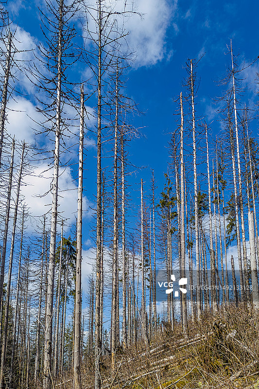 山中枯干断裂的树木图片素材