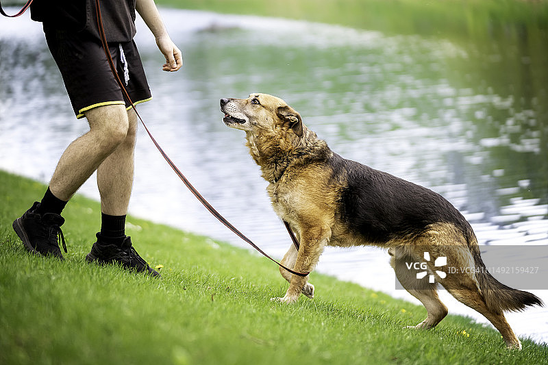 春天与狗在河边散步图片素材