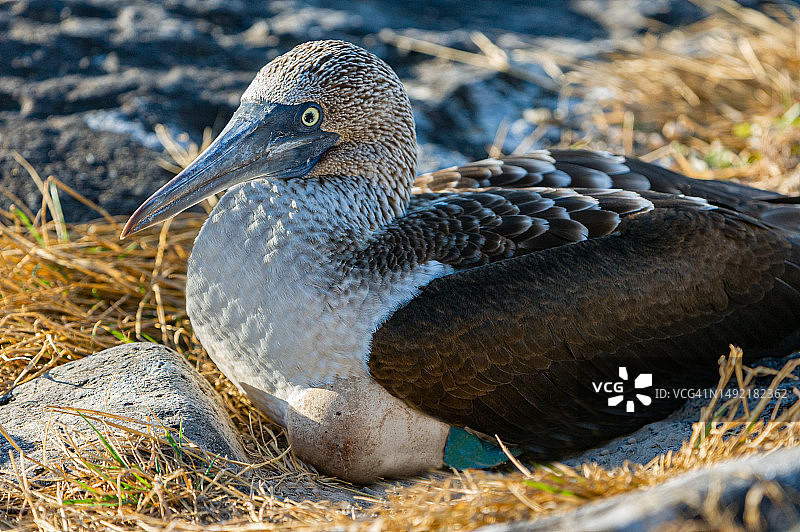 蓝脚鲣鸟与蛋图片素材