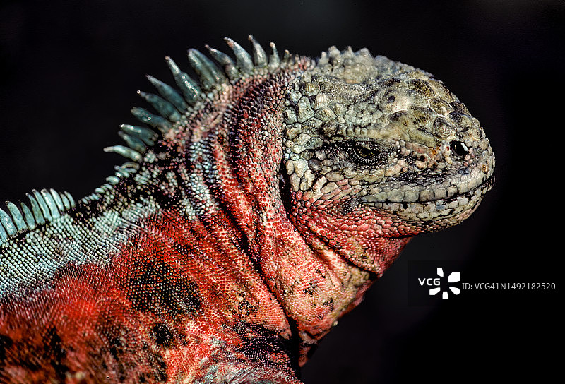 埃斯帕尼奥拉岛的海洋鬣蜥图片素材