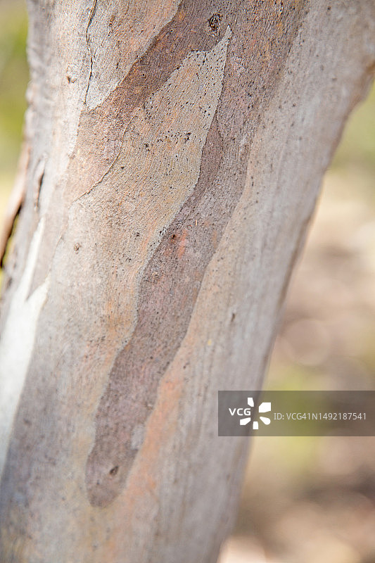 桉树树皮，位于南澳大利亚艾尔半岛的记忆湾图片素材