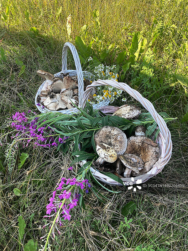 绿色草地上装有森林蘑菇和鲜花的柳条筐图片素材