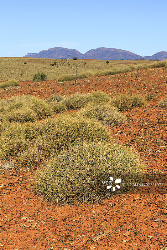 澳洲棕草，弗林德斯山脉，南澳大利亚图片素材