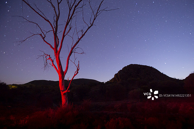 桉树和夜空：阿卡鲁拉，弗林德斯山脉，南澳大利亚图片素材