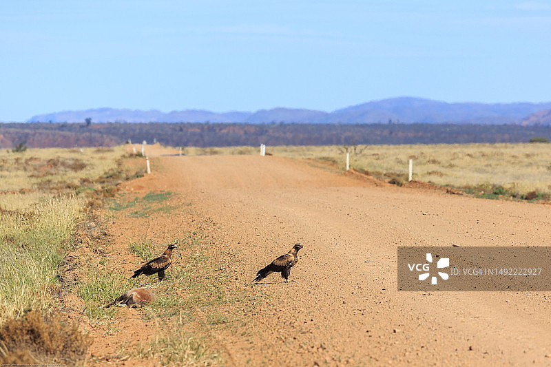 楔尾鹰正在食用死袋鼠，乡村公路上的路杀动物，阿卡鲁拉，弗林德斯山脉，南澳大利亚州。图片素材