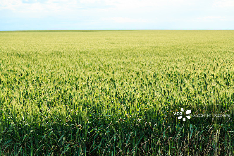 小麦作物图片素材