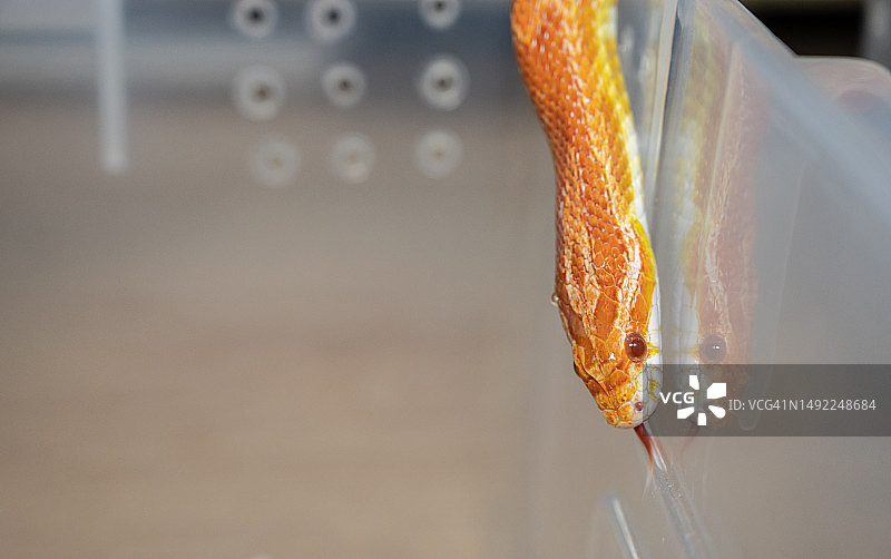 在塑料盒中爬行的玉米蛇，作为宠物饲养图片素材