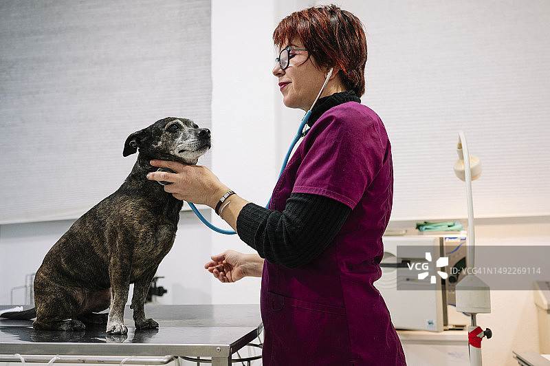 在诊所里和狗一起工作的女兽医图片素材
