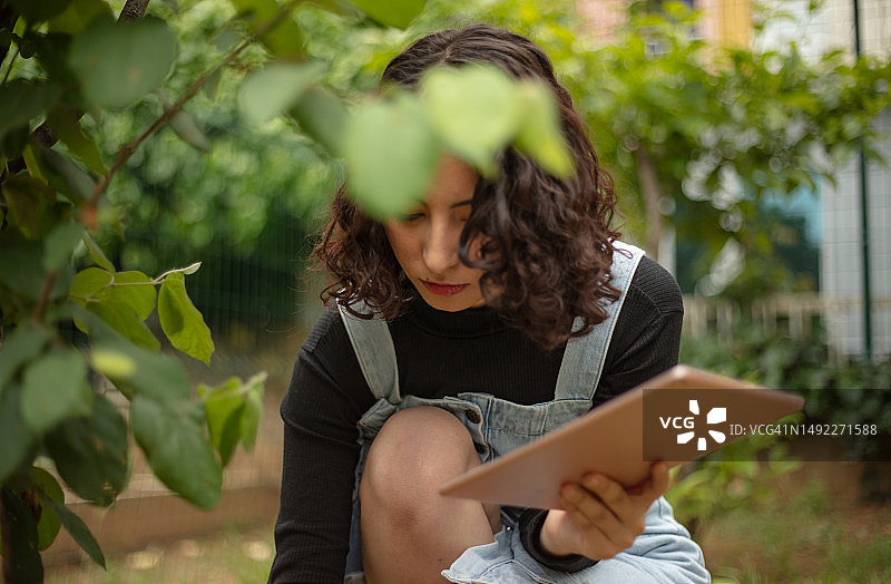 女农业工程师用平板电脑检查桲树数据图片素材