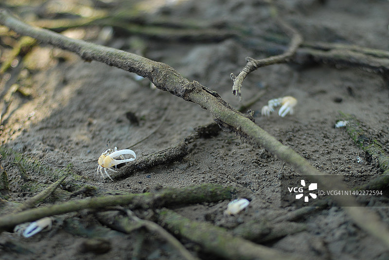 红树林蟹图片素材