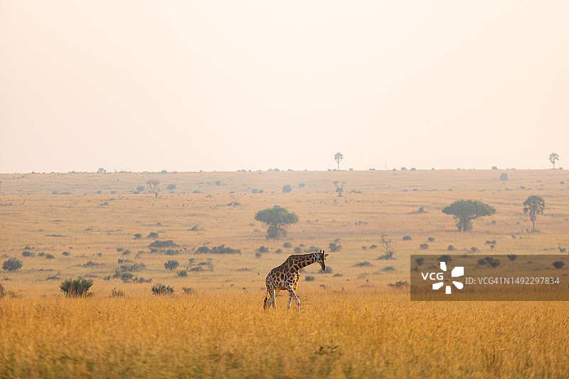 在卢旺达荒野中行走的⻓颈⿅图片素材