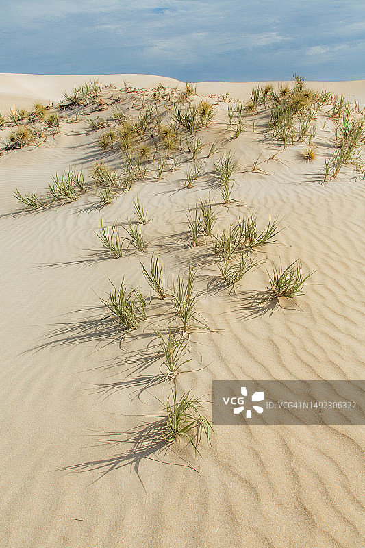 沙丘上的沙丘草，林肯国家公园，南澳大利亚图片素材