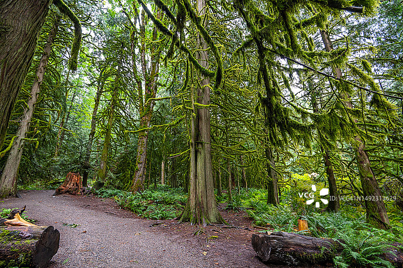加拿大不列颠哥伦比亚省Otello隧道中覆盖着苔藓的树木图片素材