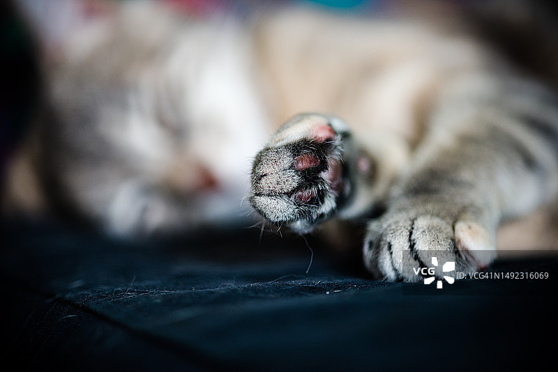 优雅的放松：灰色虎斑猫爪子的特写，蓝色背景虚化图片素材