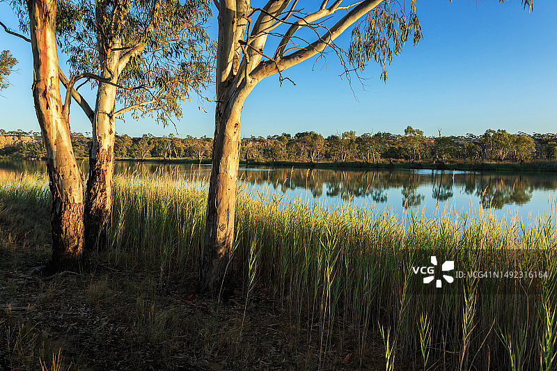 穆雷河边的桉树和芦苇，南澳大利亚图片素材