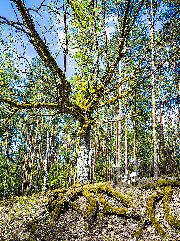长满苔藓的橡树根图片素材