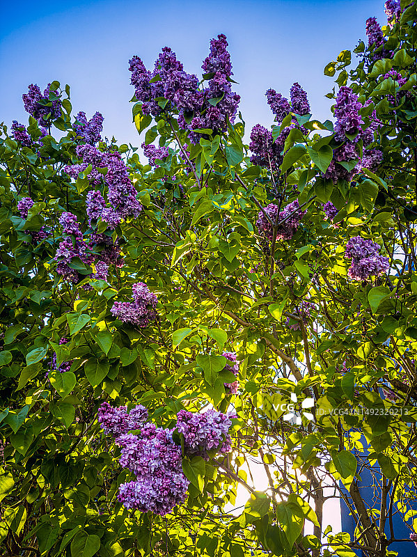 盛开的丁香树图片素材